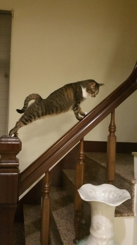 catstretch2