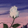 Profile picture for user kr151397@stu.hemetusd.org